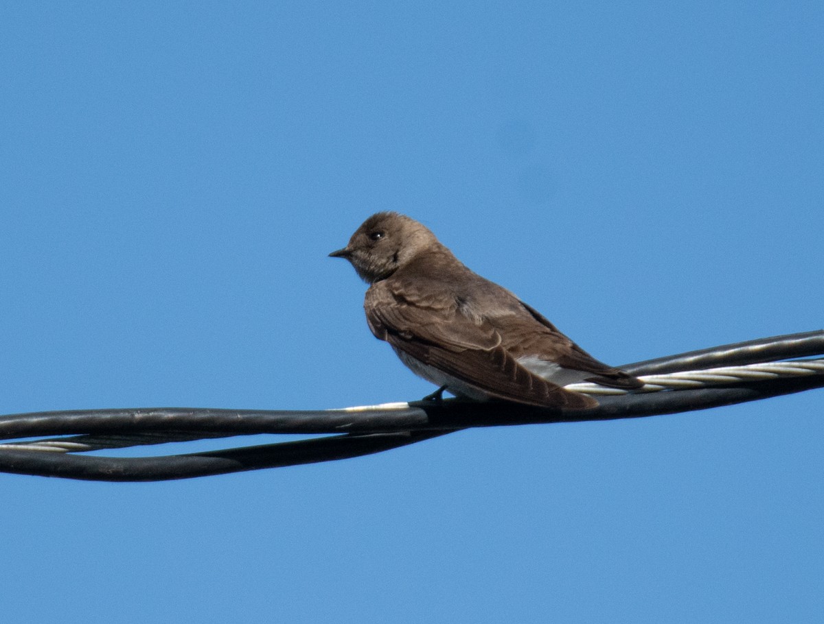 Northern Rough-winged Swallow - ML618511682
