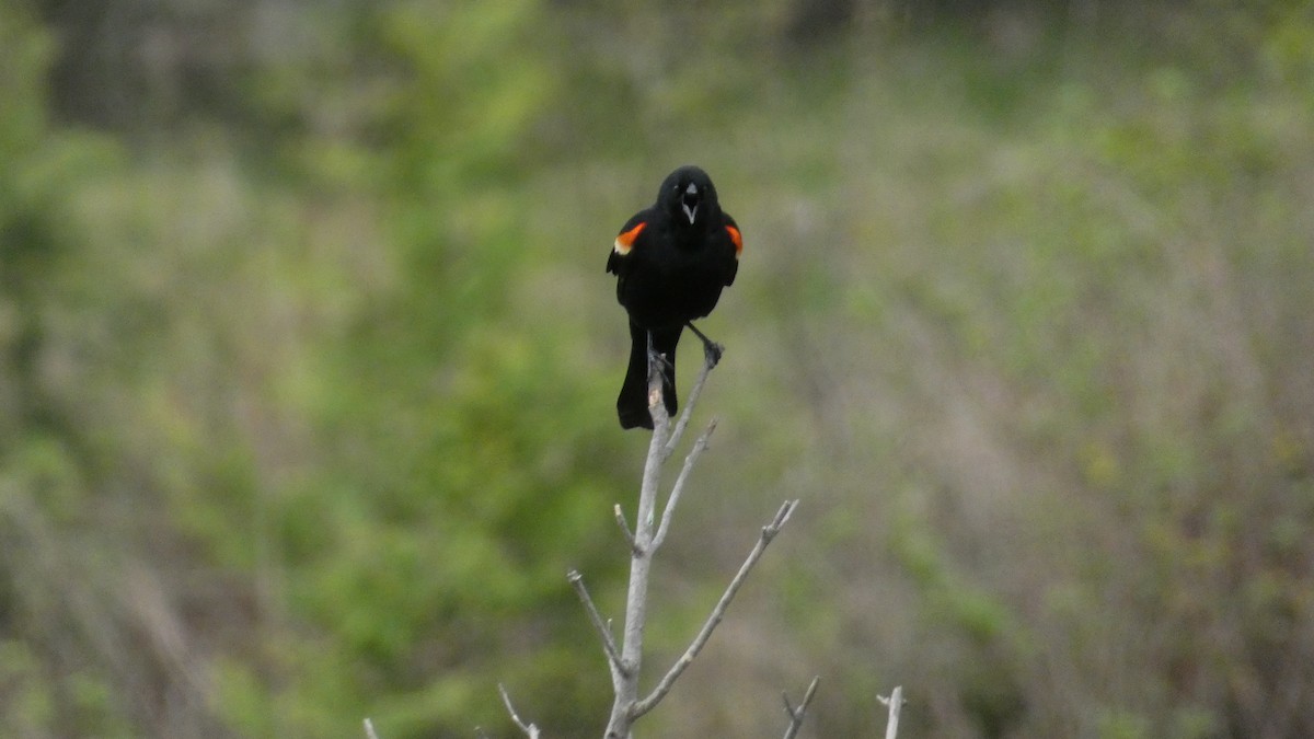 Red-winged Blackbird - Alan Decker