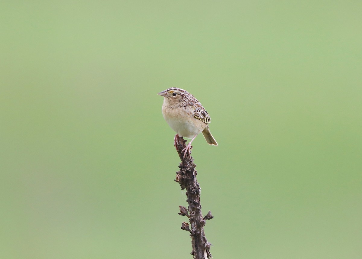 Grasshopper Sparrow - ML618511820