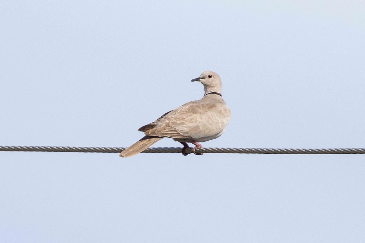 Eurasian Collared-Dove - ML618511830