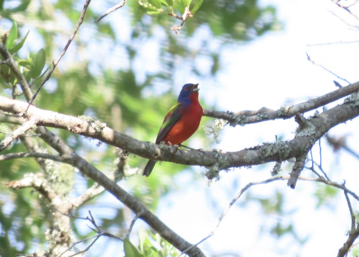 Painted Bunting - ML618511835