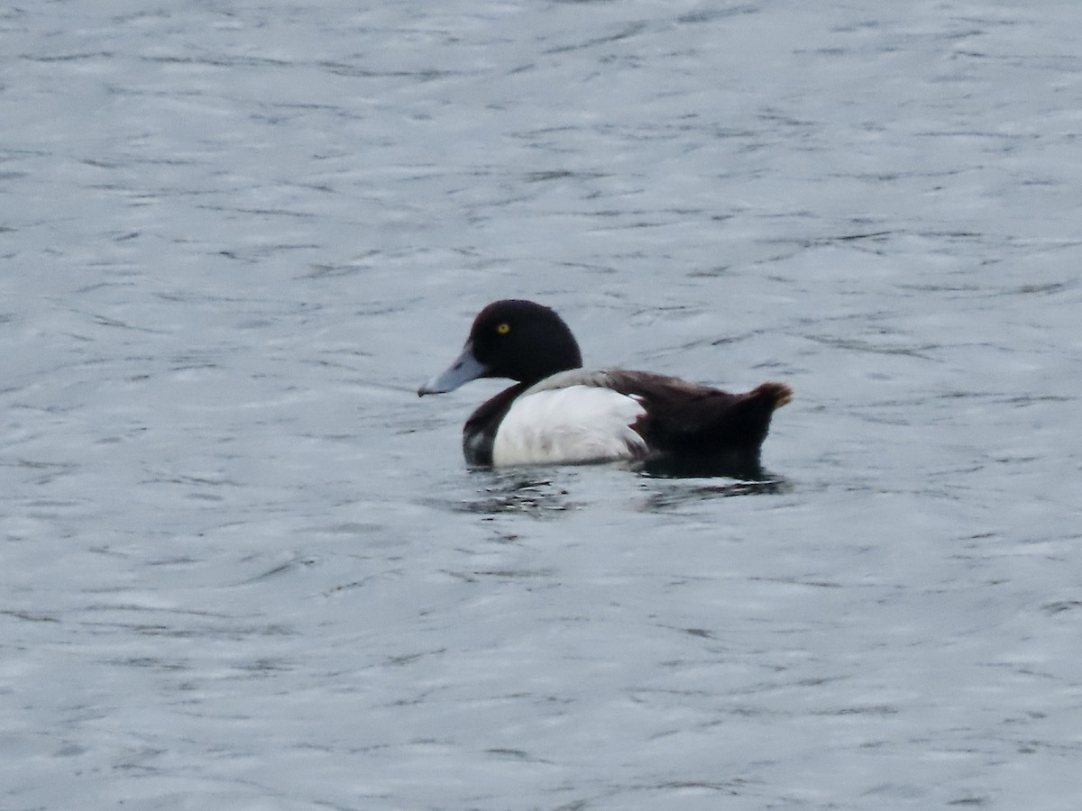 Greater Scaup - ML618511873