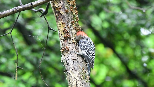 Red-bellied Woodpecker - ML618511896