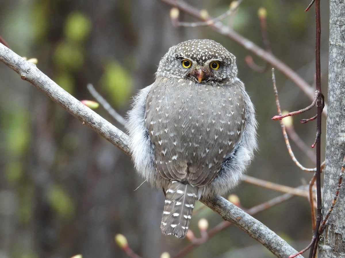 Northern Pygmy-Owl - ML618511906
