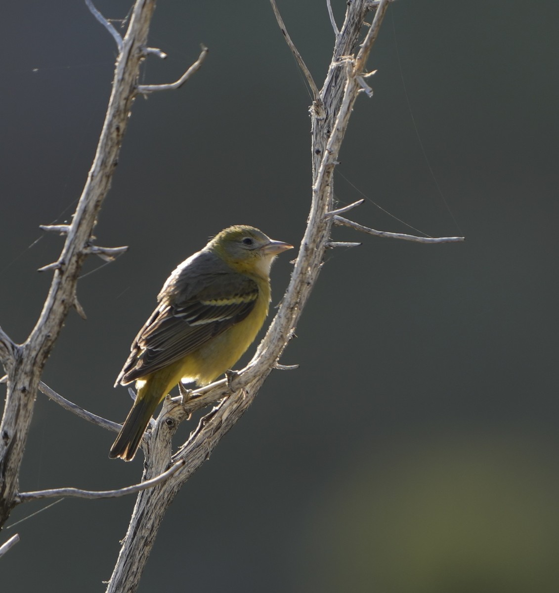 Western Tanager - ML618511913