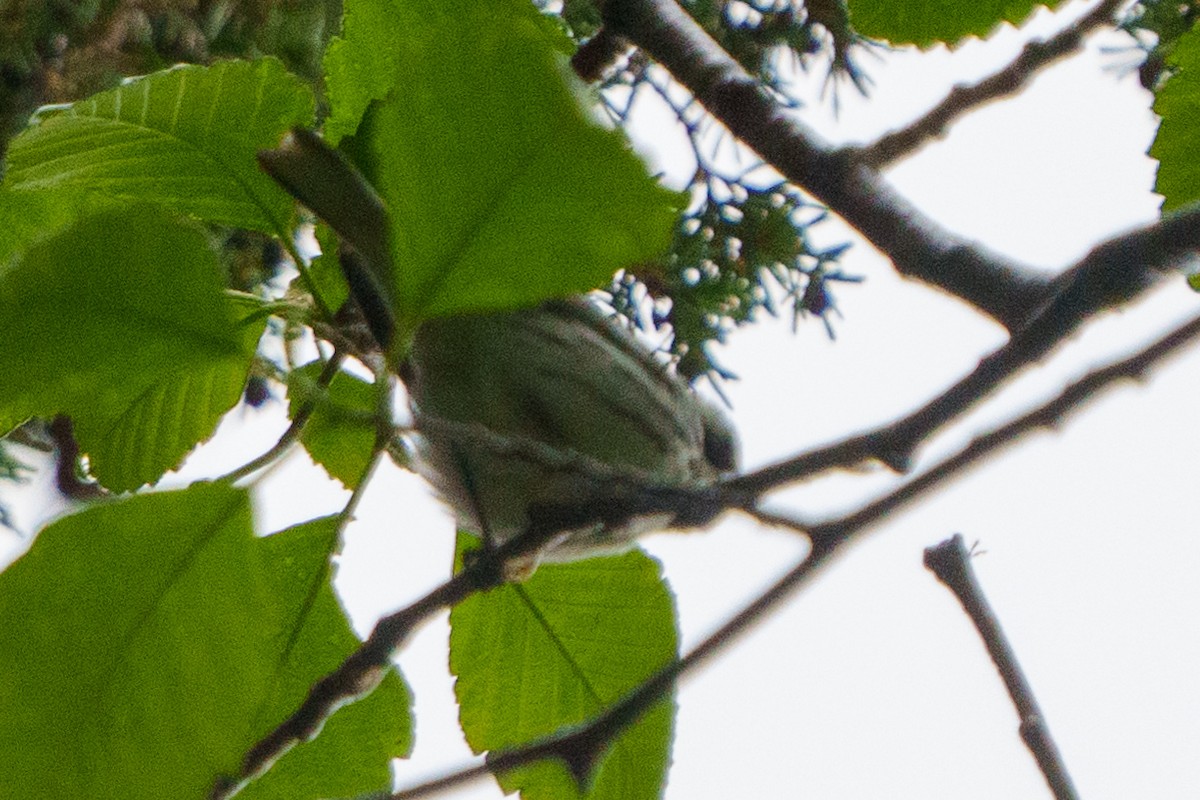 Black-throated Gray Warbler - ML618511917
