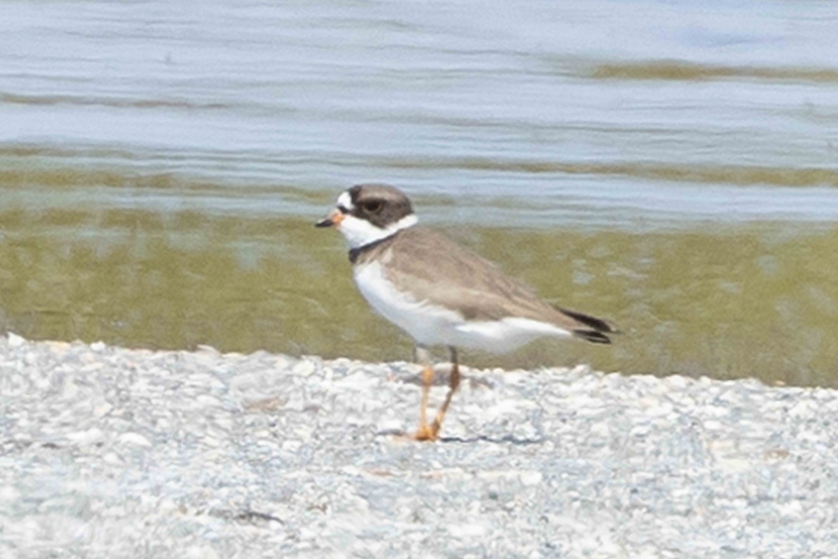 Semipalmated Plover - ML618511927