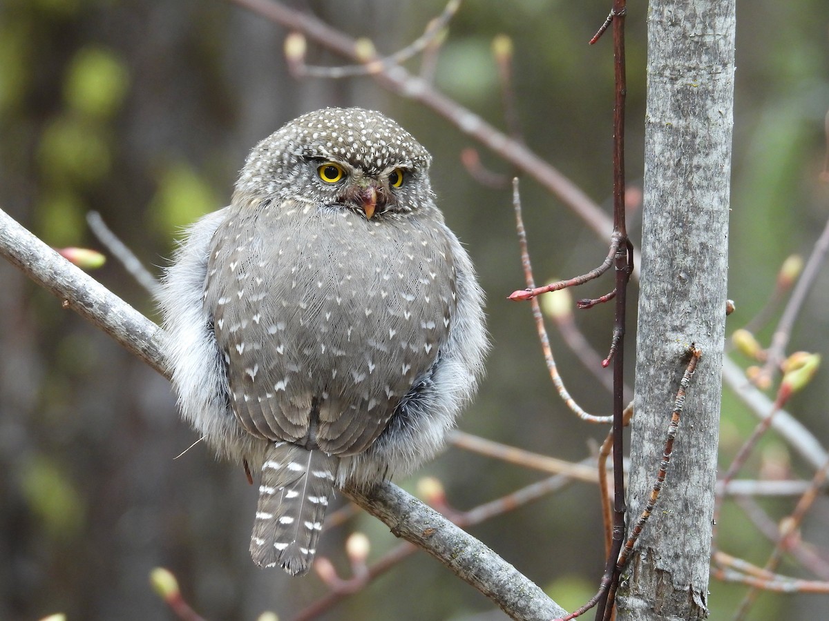 Northern Pygmy-Owl - ML618511931