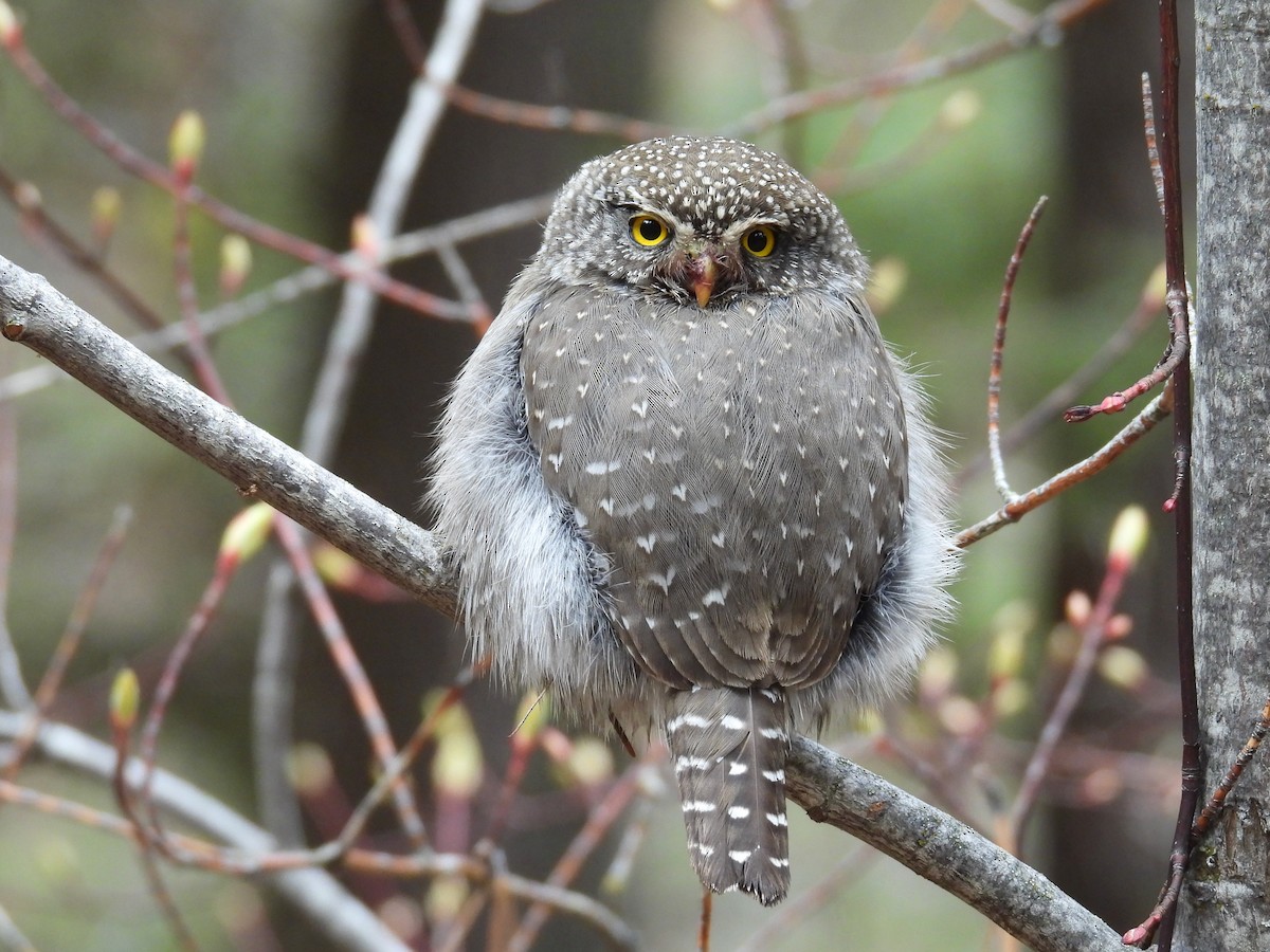 Northern Pygmy-Owl - ML618511938