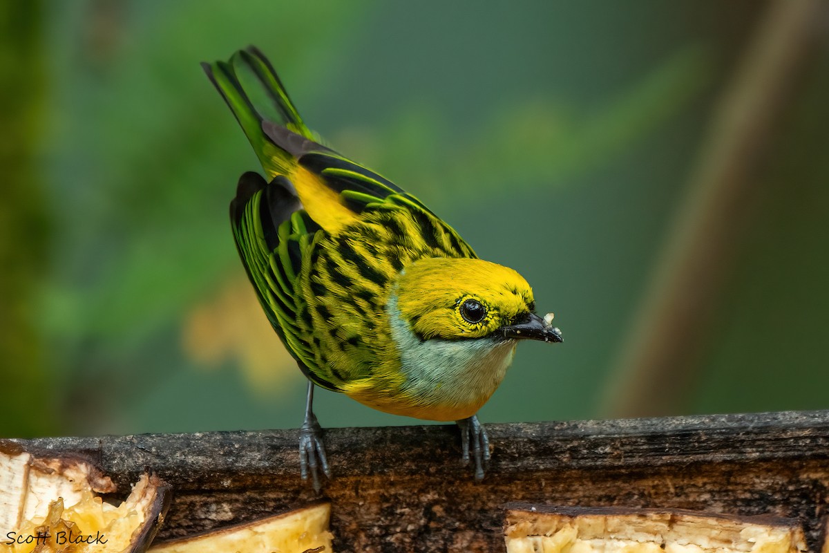 Silver-throated Tanager - ML618511947