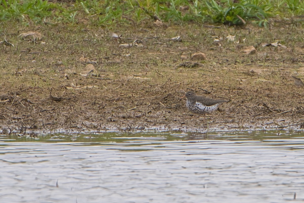Spotted Sandpiper - Todd A. Watkins