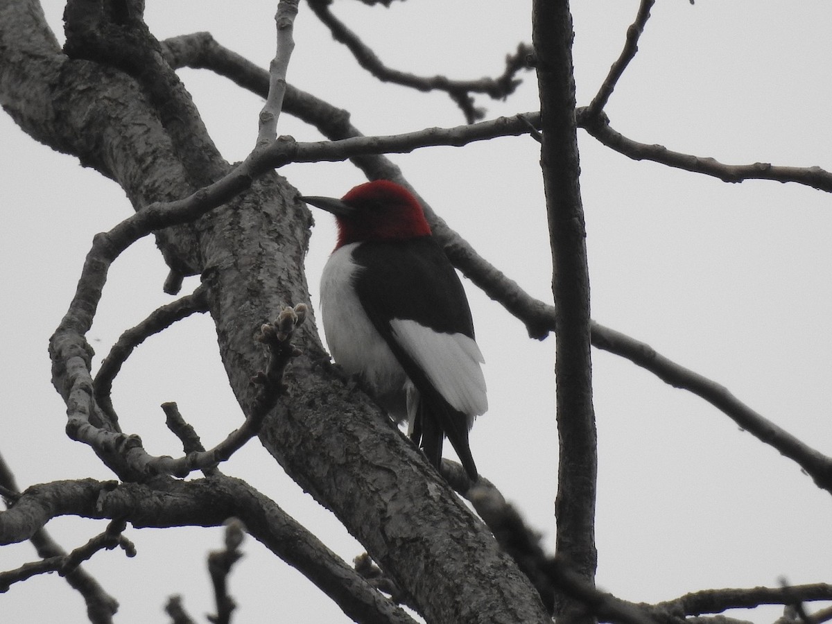 Red-headed Woodpecker - ML618511974