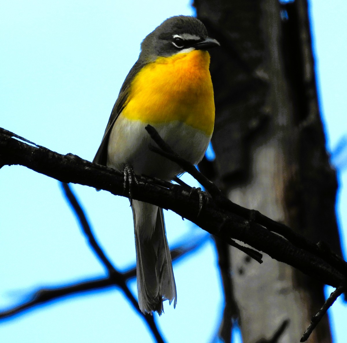 Yellow-breasted Chat - ML618512042