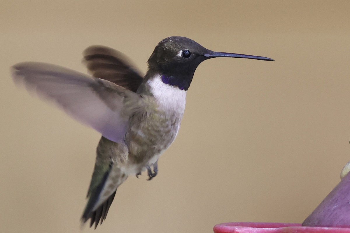 Black-chinned Hummingbird - ML618512084