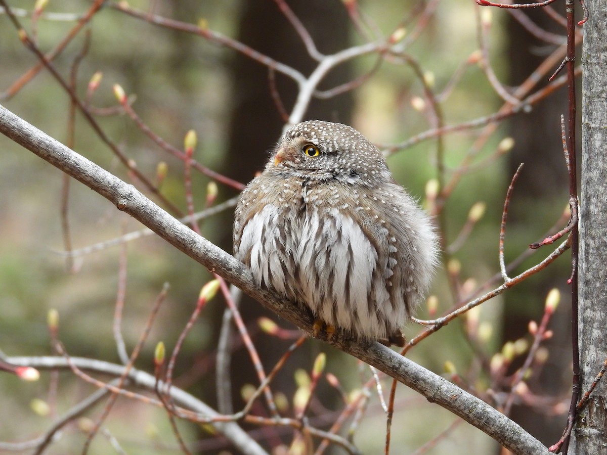 Northern Pygmy-Owl - ML618512095