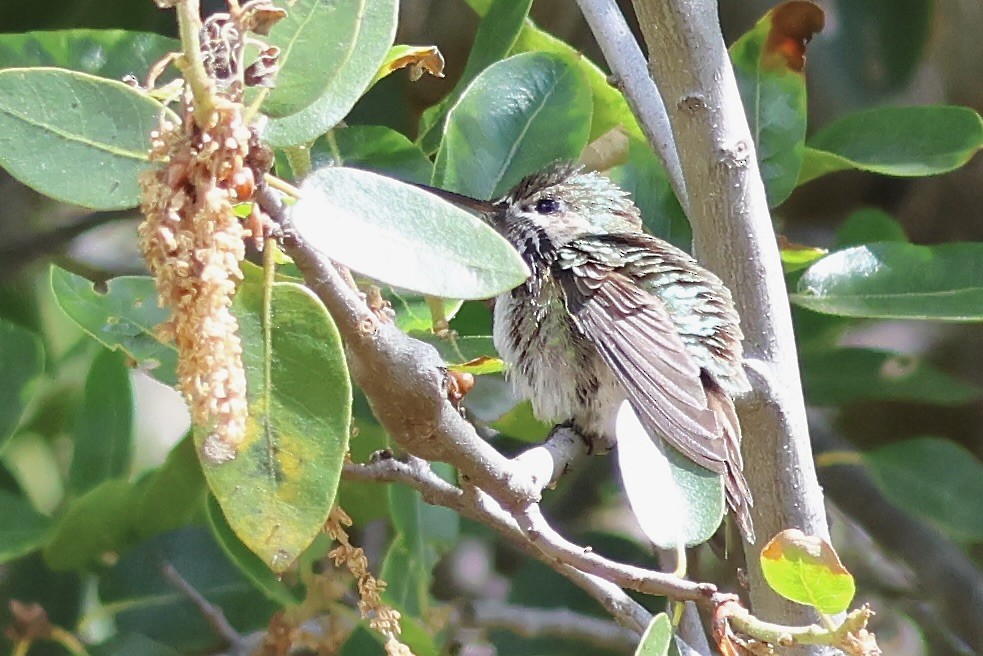 Calliope Hummingbird - ML618512106