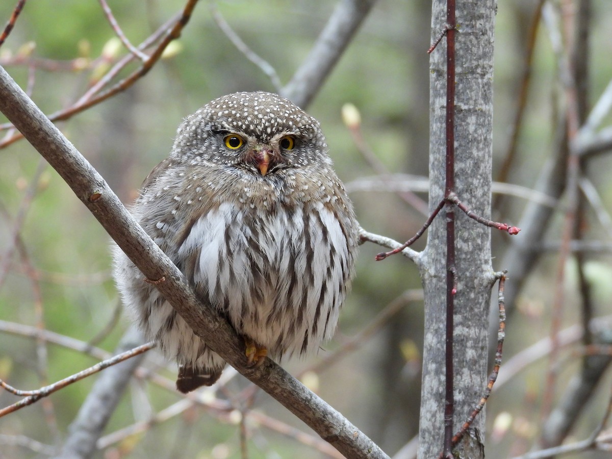 Northern Pygmy-Owl - ML618512108
