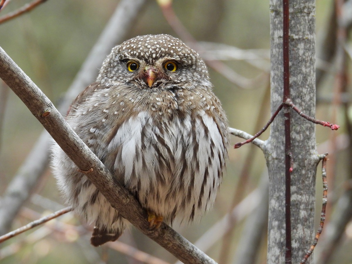 Northern Pygmy-Owl - ML618512114