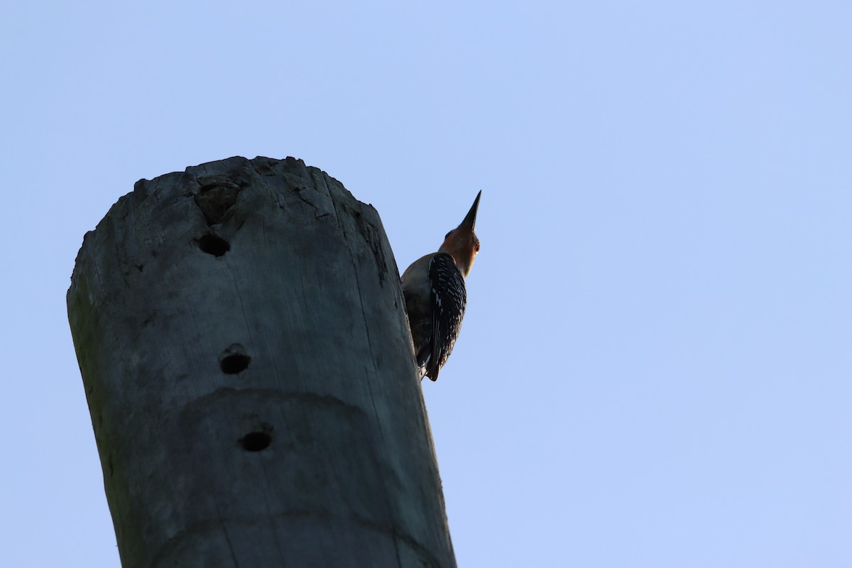 Red-bellied Woodpecker - ML618512115