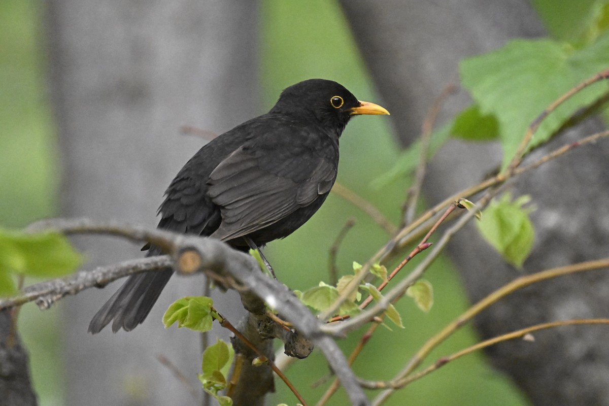 Eurasian Blackbird - Cliff Hodge