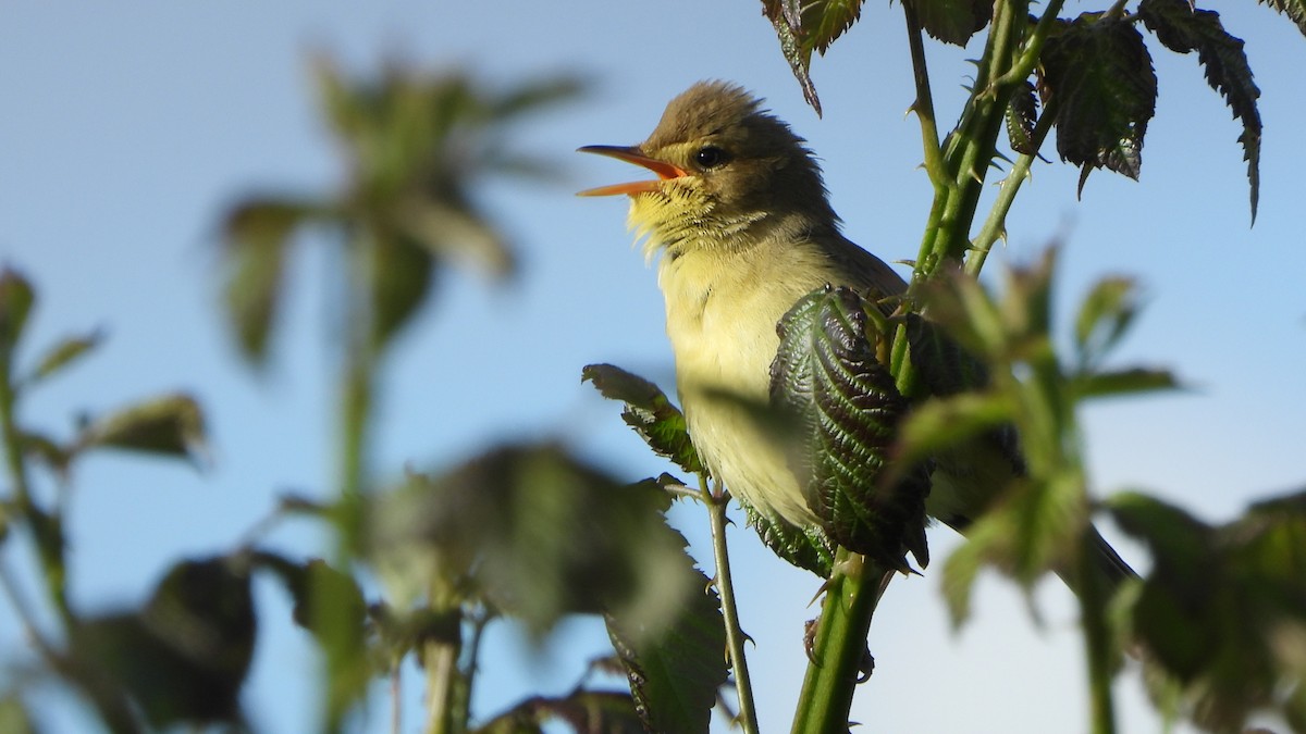 Melodious Warbler - ML618512129