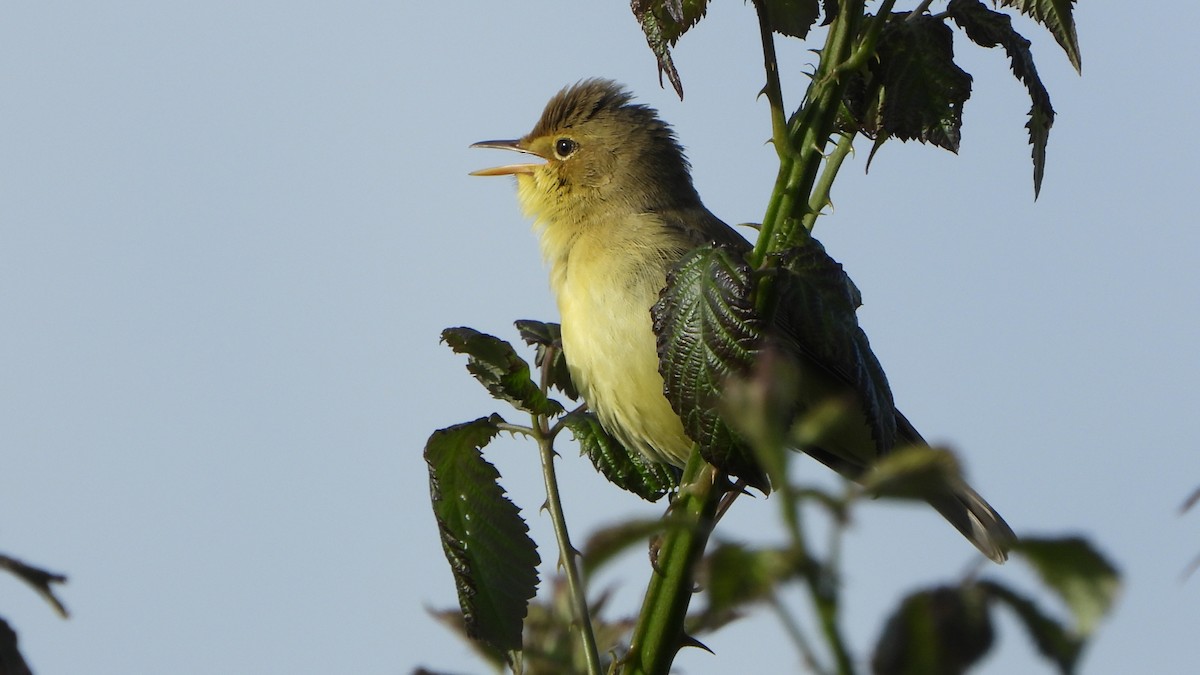Melodious Warbler - ML618512130