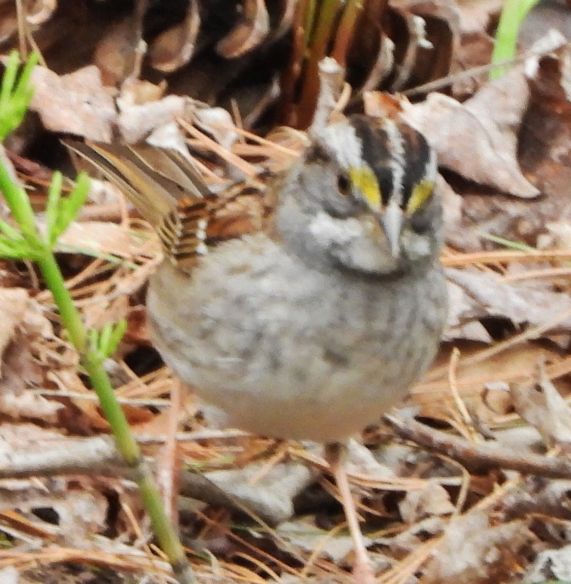 White-throated Sparrow - ML618512134