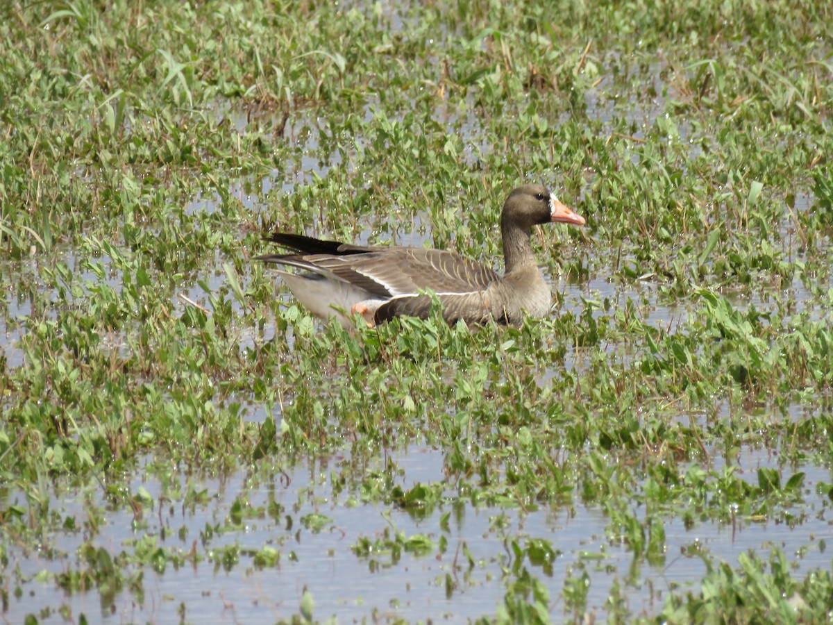 Greater White-fronted Goose - Michael Shoop