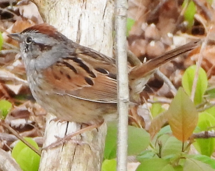 Swamp Sparrow - ML618512150
