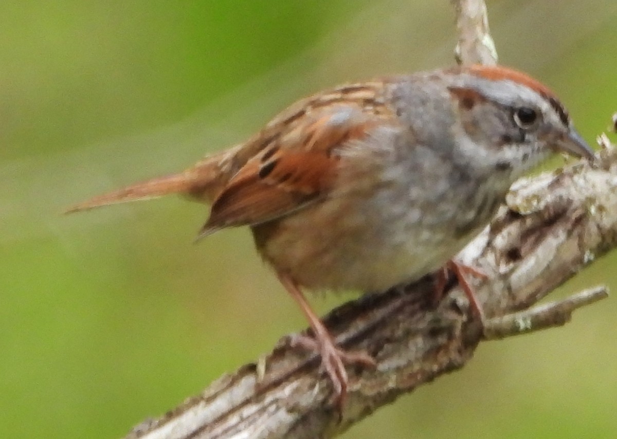 Swamp Sparrow - ML618512155