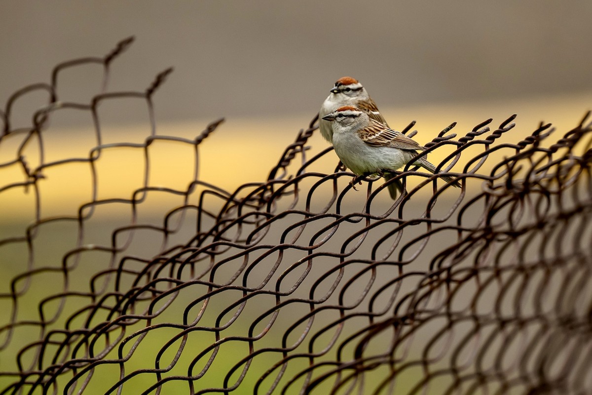 Chipping Sparrow - ML618512163