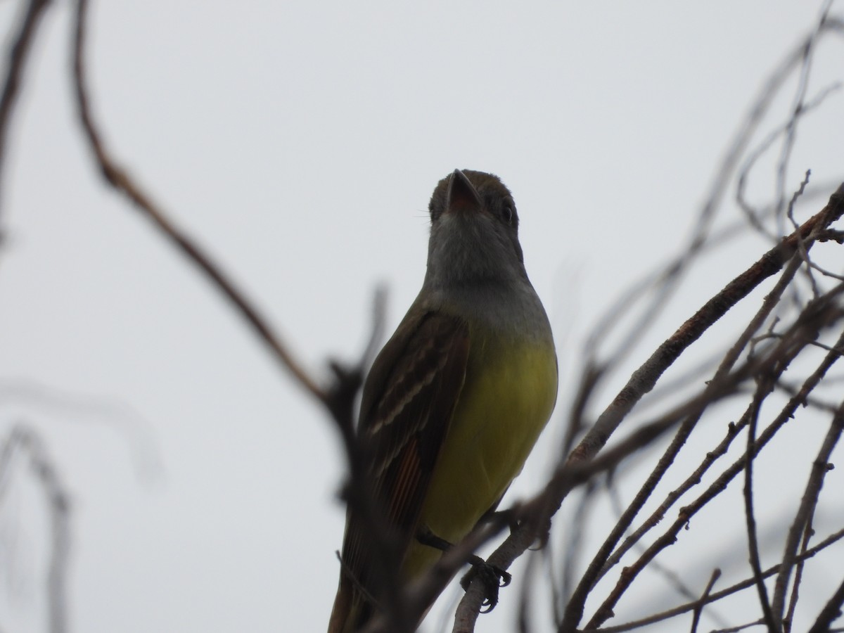 Great Crested Flycatcher - ML618512179