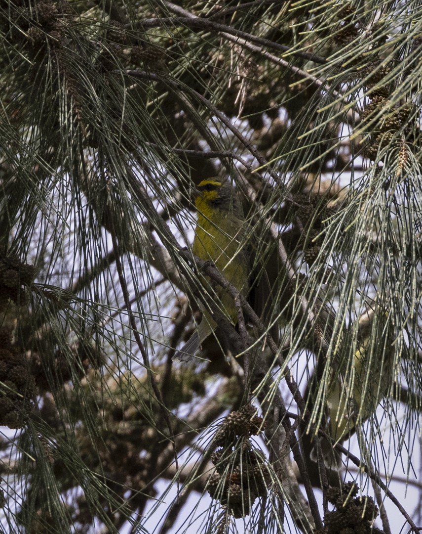 Yellow-fronted Canary - ML618512194