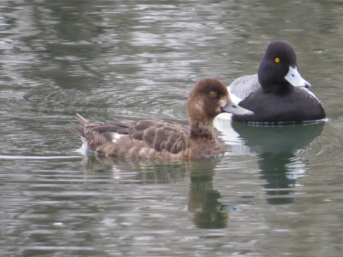 Greater Scaup - ML618512198