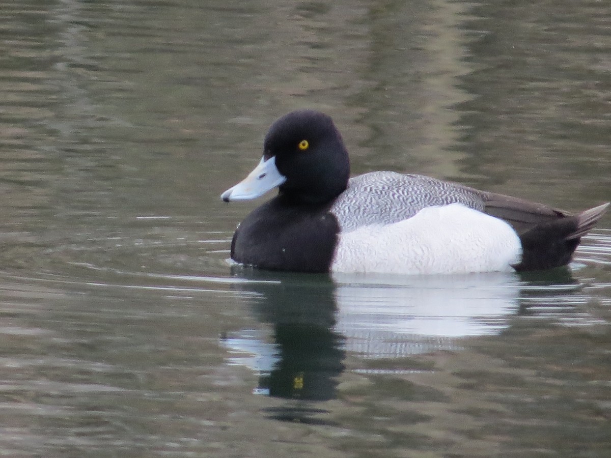 Greater Scaup - ML618512202