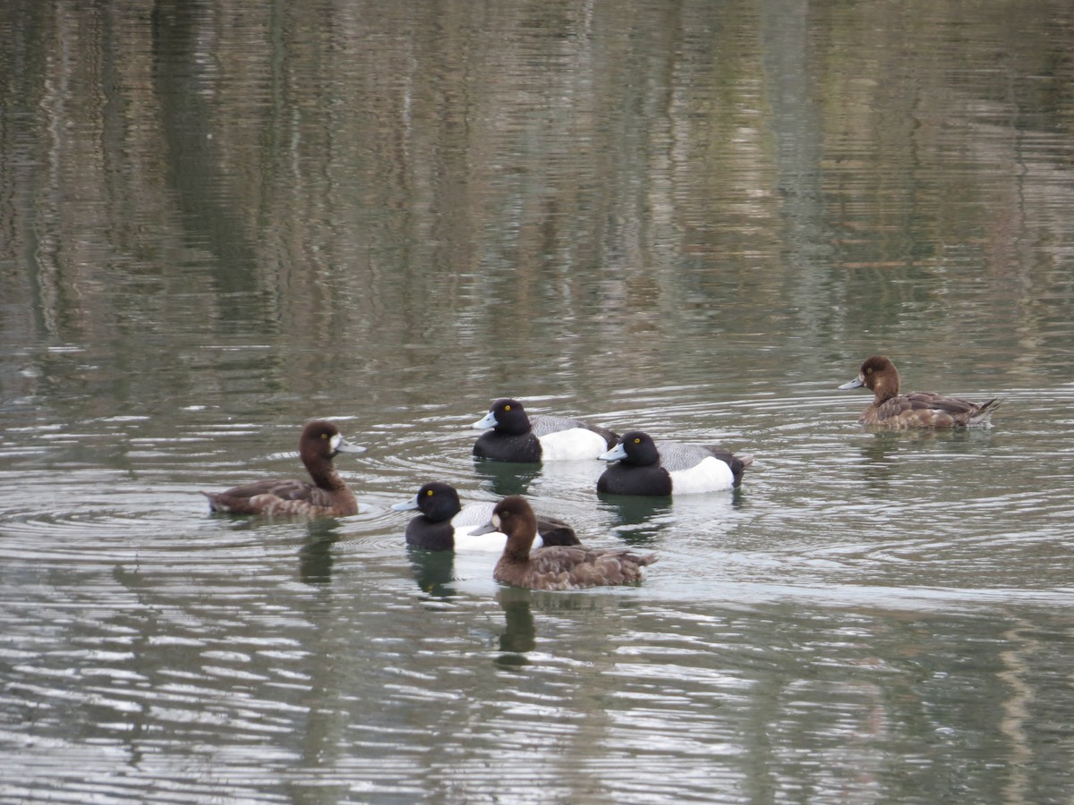 Greater Scaup - ML618512221