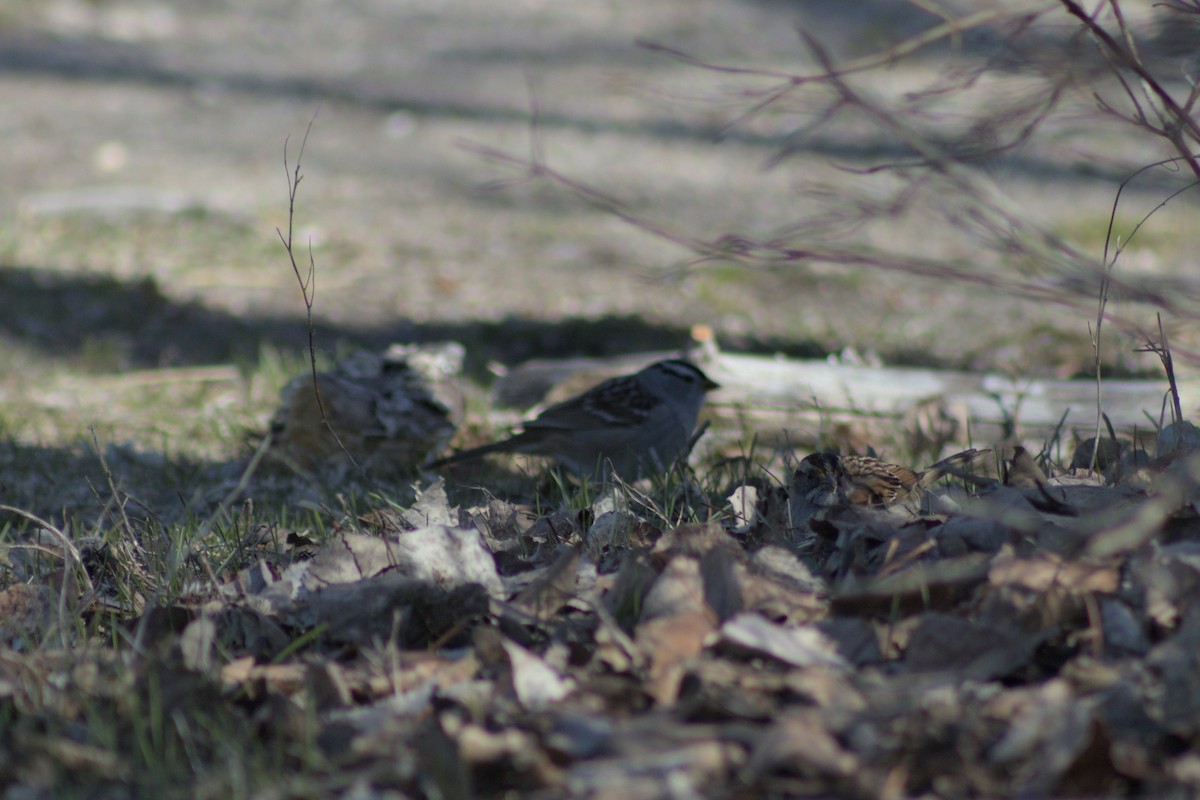 White-crowned Sparrow - ML618512266