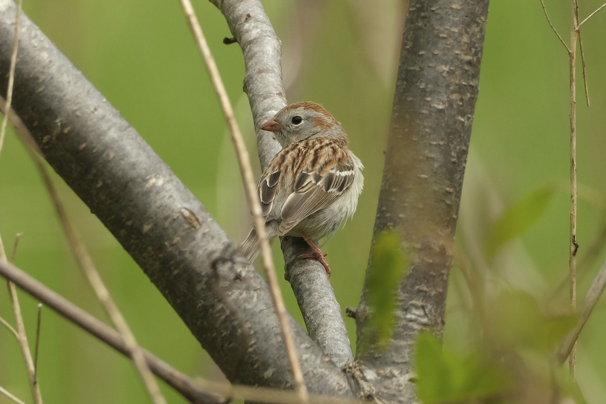 Field Sparrow - ML618512280