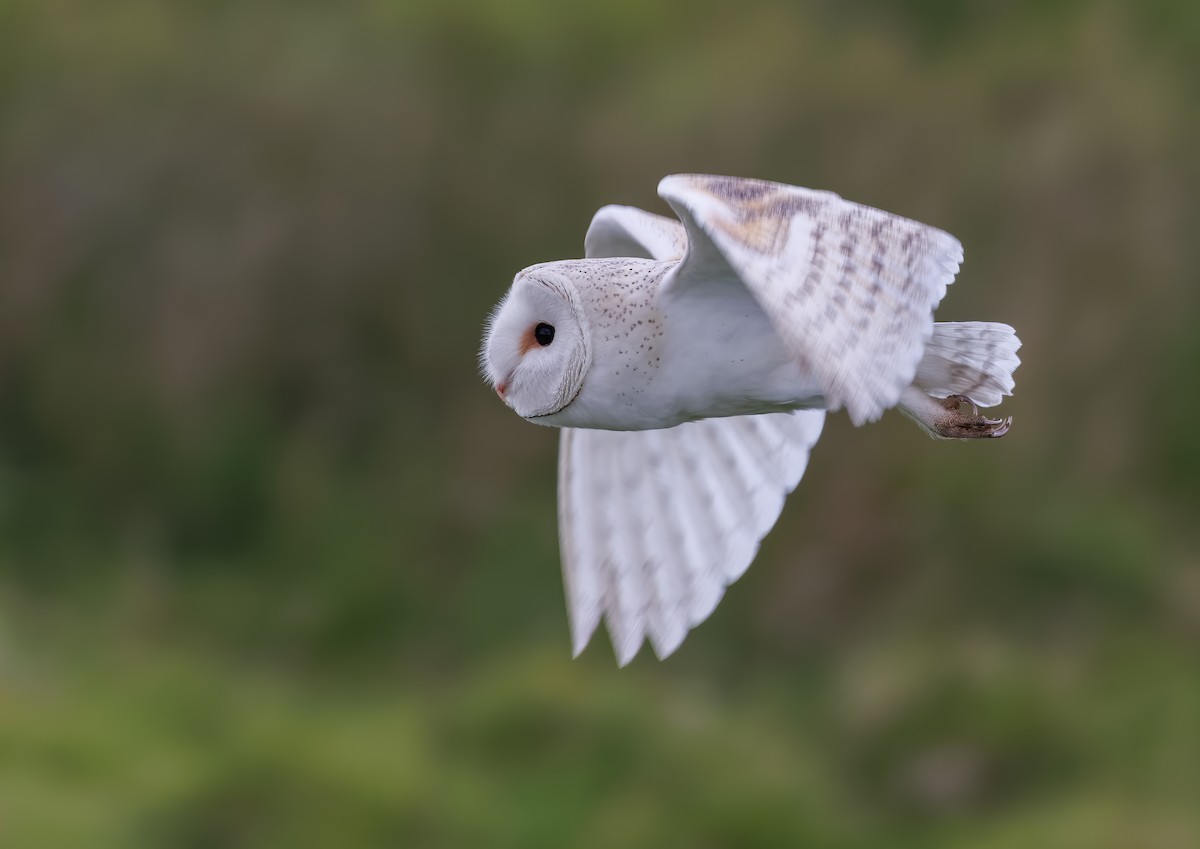 Barn Owl (Eurasian) - Mike Edgecombe