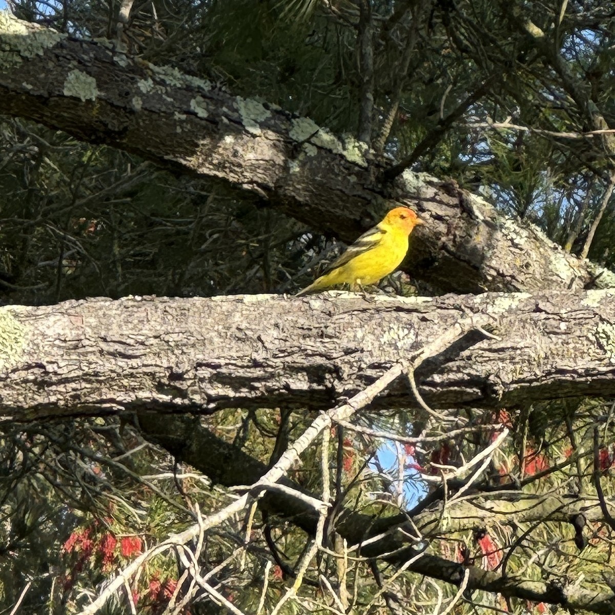 Western Tanager - ML618512323