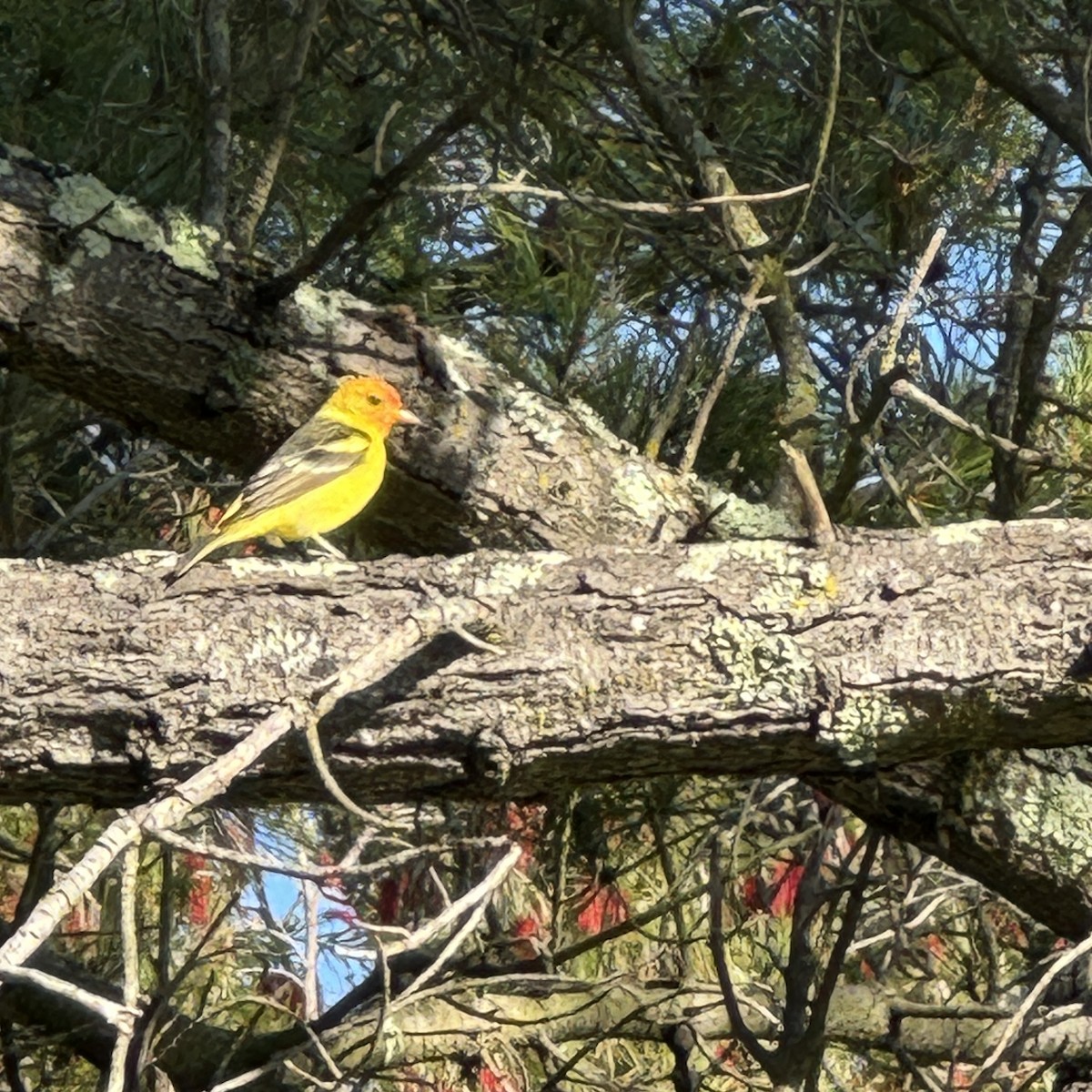 Western Tanager - ML618512325