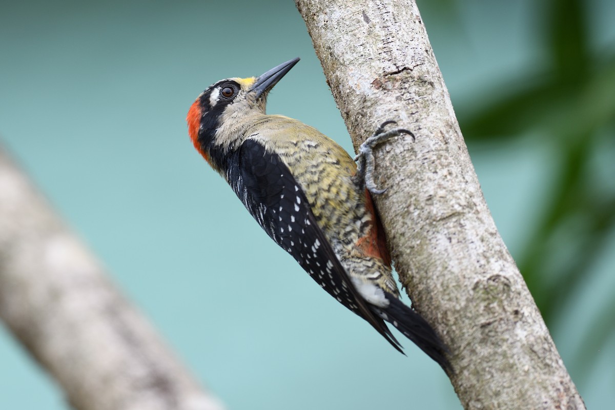 Black-cheeked Woodpecker - ML618512328