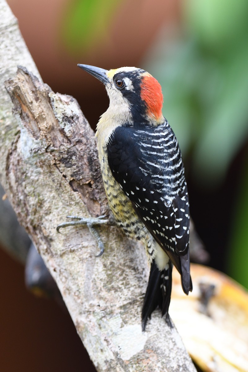 Black-cheeked Woodpecker - ML618512329