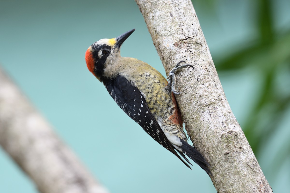 Black-cheeked Woodpecker - terence zahner