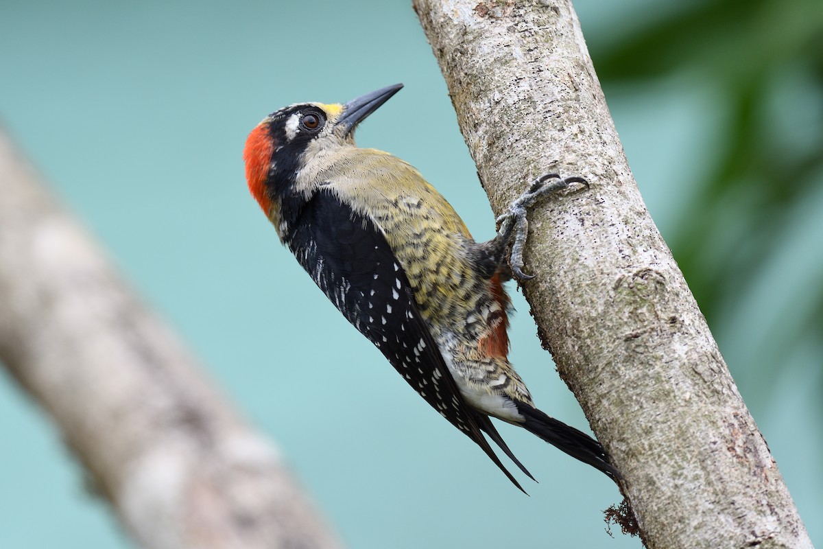 Black-cheeked Woodpecker - ML618512331