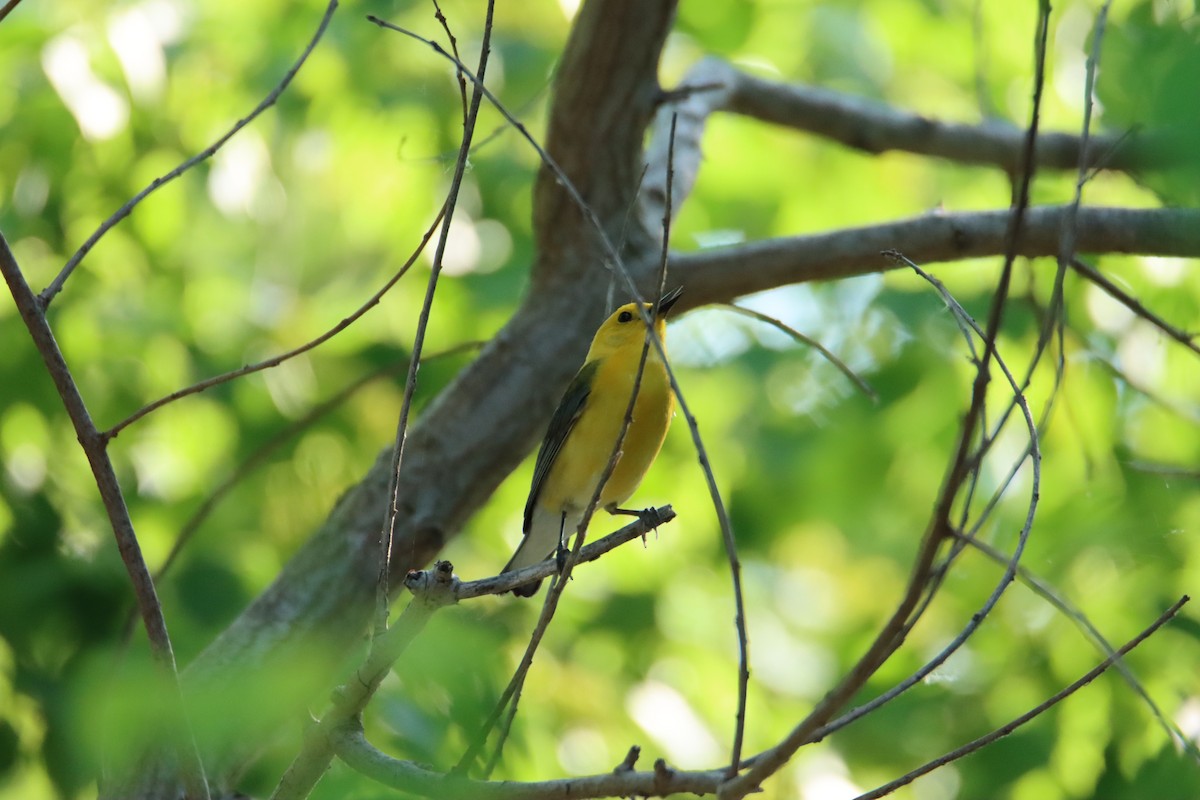 Prothonotary Warbler - ML618512344
