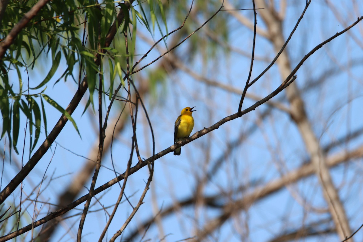 Prothonotary Warbler - ML618512345