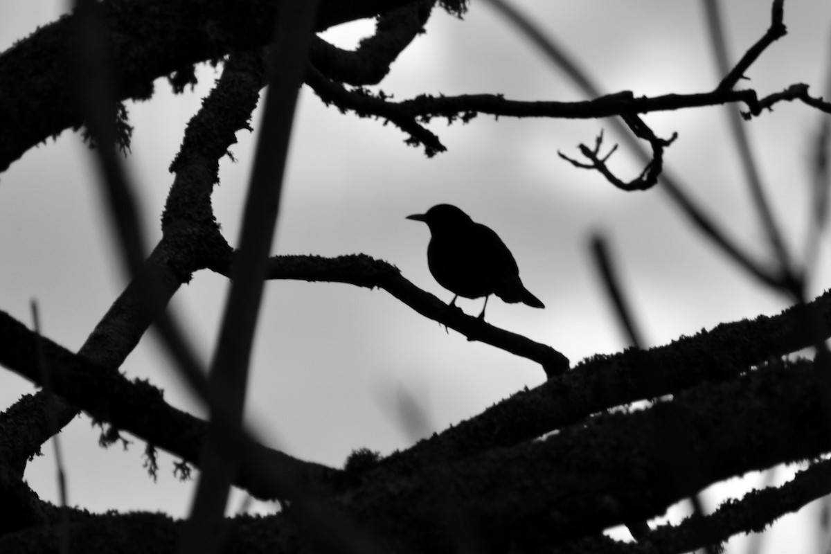 Eurasian Blackbird - Ann Robben Dott
