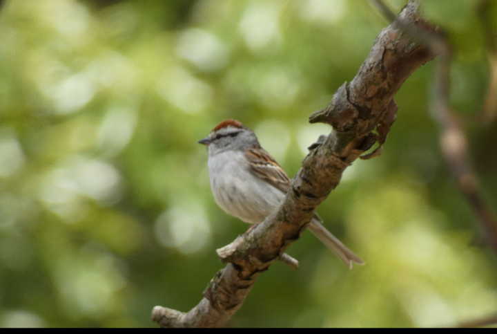 Chipping Sparrow - ML618512374