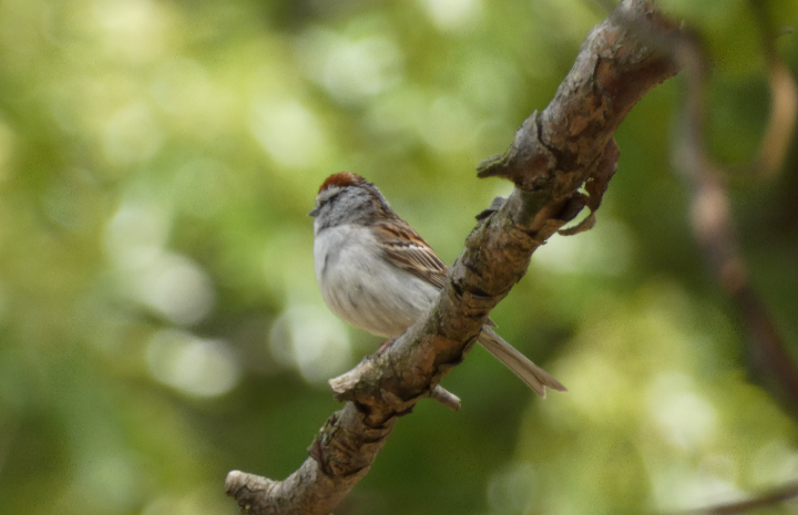 Chipping Sparrow - ML618512379